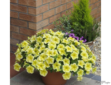 Fanfare Yellow (А 62)