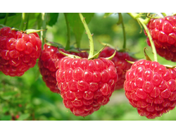 Малина ремонтантная Пингвин