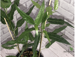 Ficus sp. small silver leaves / фикус природный с мелким серебристым листом