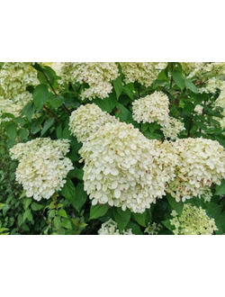 Гортензия Лайм Лайт