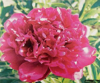 Пион Освободителям Киева