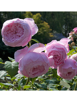 Спирит оф Фридом (Spirit of Freedom)