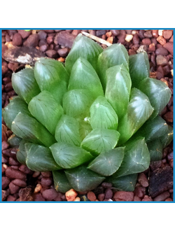 Haworthia cooperi v. pilifera, Stutterheim