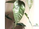 Ficus sp.(T29) Brown leaf / фикус природный Браун лиф