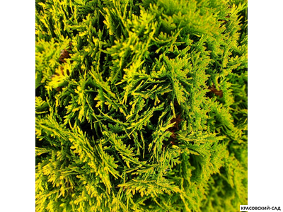 Туя Меджем - Mirjam