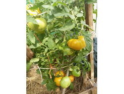 Томат Медовое авеню (Honey avenue)