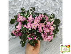 Mac's 1306-2 (G.McDonald) трейлер