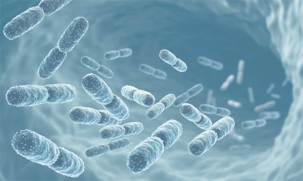 Основные механизмы действия пробиотиков. Функции кишечной микрофлоры.