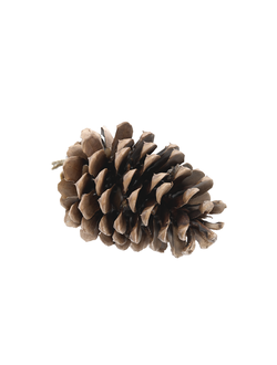 хвойные Шишка кедровая pinecone