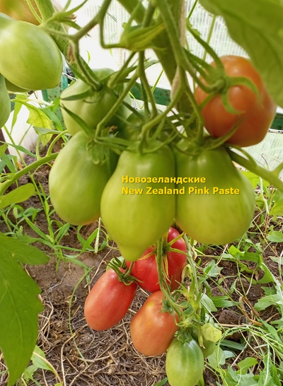Томат Новозеландский розовый (New Zealand Pink Paste)