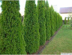 Туя Колумна - Columna