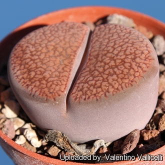 Lithops aucampiae Niekerkshoep (MG-1541.991) - 10 семян
