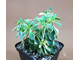 Aeonium domesticum variegata