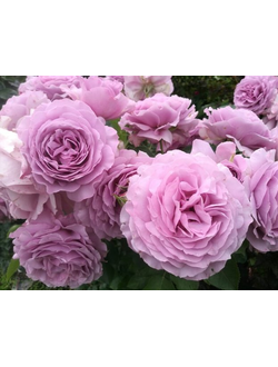 Флорибунда и Грандифлора