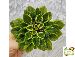 Rob's Lucky Charm (R.Robinson) 11/21/2003 (9293) листовая химера (стартер сорт)