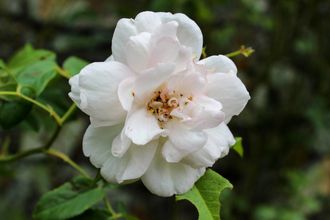 Роза чайная (Rosa Odorata) абсолю