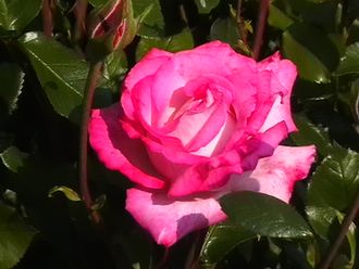 Роз Гожар (Rose Gaujard) роза, ЗКС