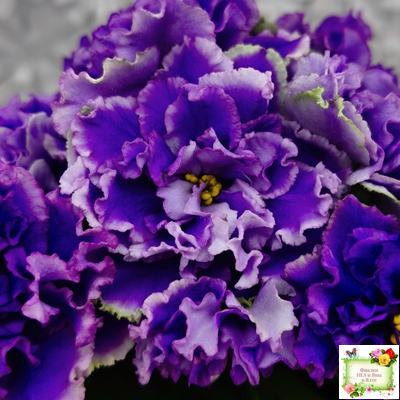 РМ-Синий Бриллиант (Н. Скорнякова) 2023 г.