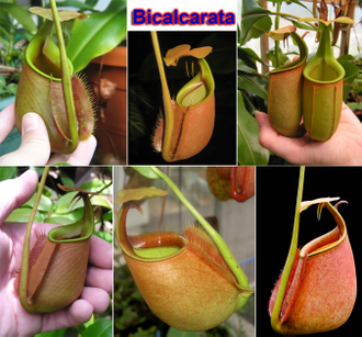 Nepenthes Hybrid Bicalcarata X Mira - Непентес гибридный Бикалкарата Х Мира