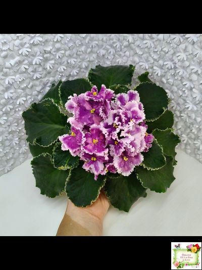 МТ-Сладкая Фантазия (М. Тотиева) 2022 г. (лист с детками укоренённый)