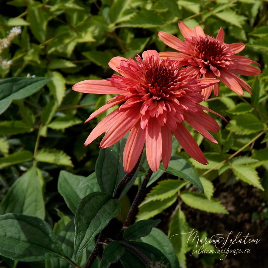 Echinacea Raspberry Truffles