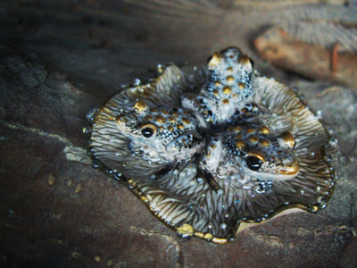 "Дочери лесного царя", волшебная брошь с лягушками и каплями (миниатюра, 4 см)