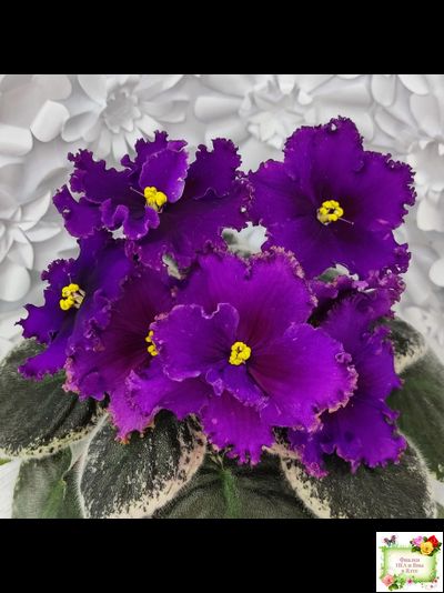 РМ-Глаз Дракона (Н. Скорнякова) 2021 г.