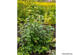 Калина Таежные рубины - фото в саду - красовский-сад.рф