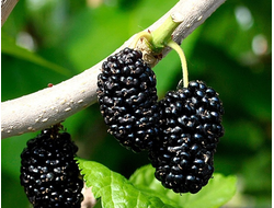 ТСХА-1 (шелковица)