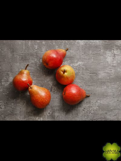 Груша &quot;НЕРУССА&quot; (осенний сорт) (саженец 1,5 года)