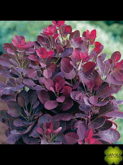 СКУМПИЯ "РОЯЛ ПЁРПЛ"