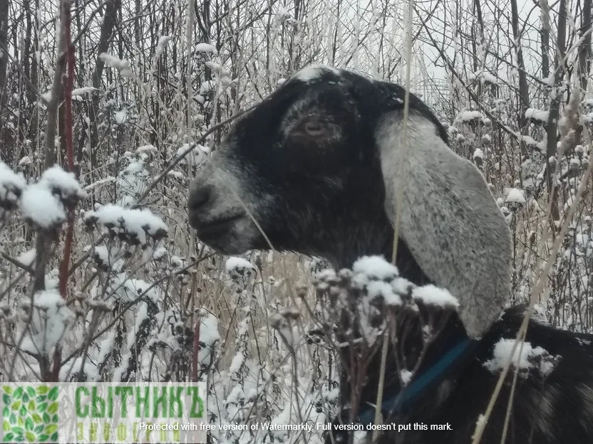 Нубийские козы зимой на ферме