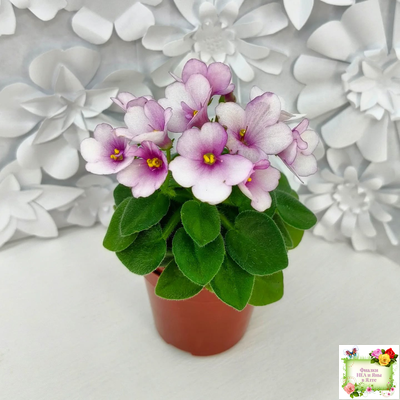 ЛЕ-Колибри (Е. Лебецкая) (3 листа посажены в 1 стак. 20.10.25)