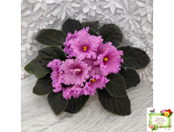 НК-Фанфан Тюльпан (Н.Козак) 2018 г. (лонг листва)