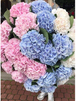 29 гортензий