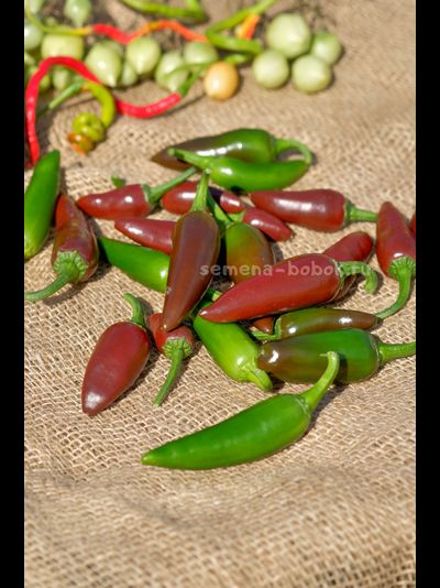 Перец острый Jalapeno Brown (Халапеньо Браун), 10 шт