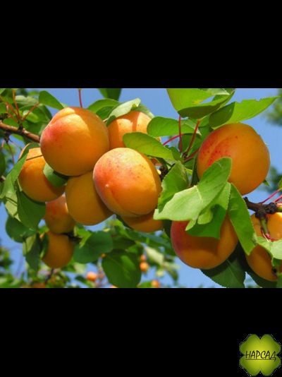 Абрикос "Алеша" (сорт опылитель, вкусный, саженец 2,5 года)