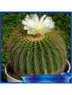 Eriocactus claviceps