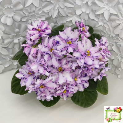 МК-Ветер Перемен (М. Карпова) химера стандарт (стартер сорт)