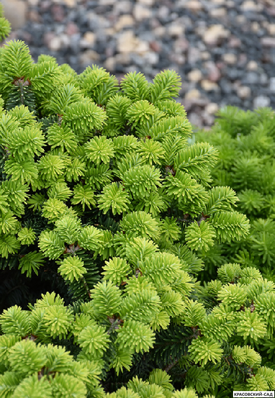 Пихта бальзамическая Пиколло