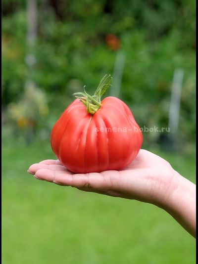 Томат Тюрбан Магриба, 10 шт