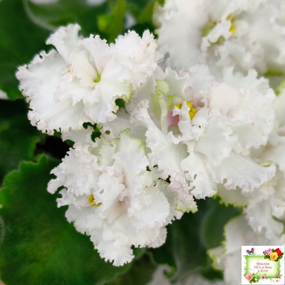 АВ-Любимая Игрушка (Фиалковод) 2015 г.