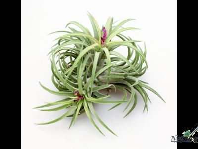 Тилландсия Ionantha bravo clump