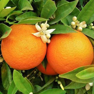 Апельсин сладкий Citrus sinensis (цедра) Египет, 5 мл - 100% натуральное эфирное масло