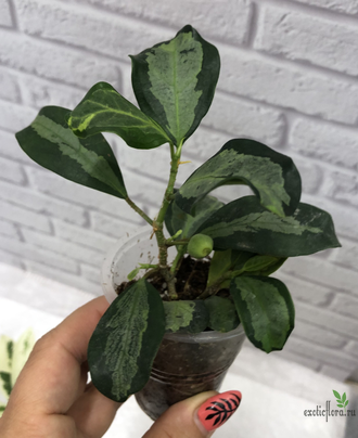 Ficus  diversifolia variegata / фикус дельтовидный вариегатный