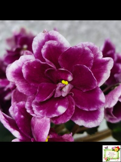 АВ-Последняя Любовь Самурая (Фиалковод) 2021 г. (лист посажен 19.01.26)