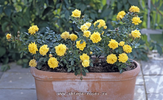 Зонненкинд