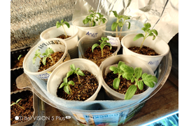 детерминанты сорта Аскет, Сирэл Чойс и Выстрел не вытягиваются в рассаде, посеяны на ранние. 27 февраля