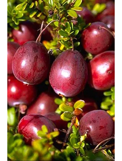 Клюква крупноплодная Ben Lear