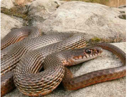 Краснобрюхий полоз